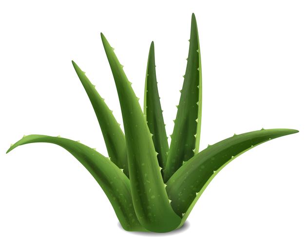 Aloe Vera is beneficial to treat stomach cramp